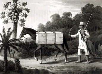 Un porteur de coton, de 